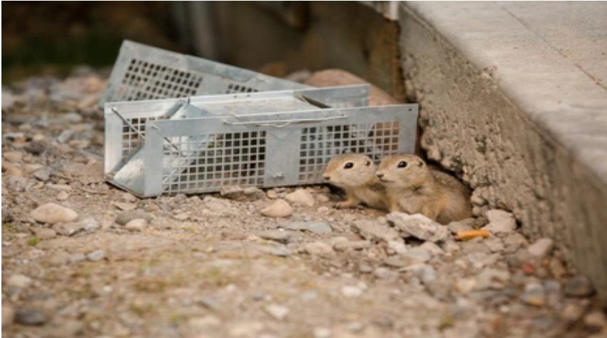 How to Get Rid of Gophers Fast with Proven Home Methods