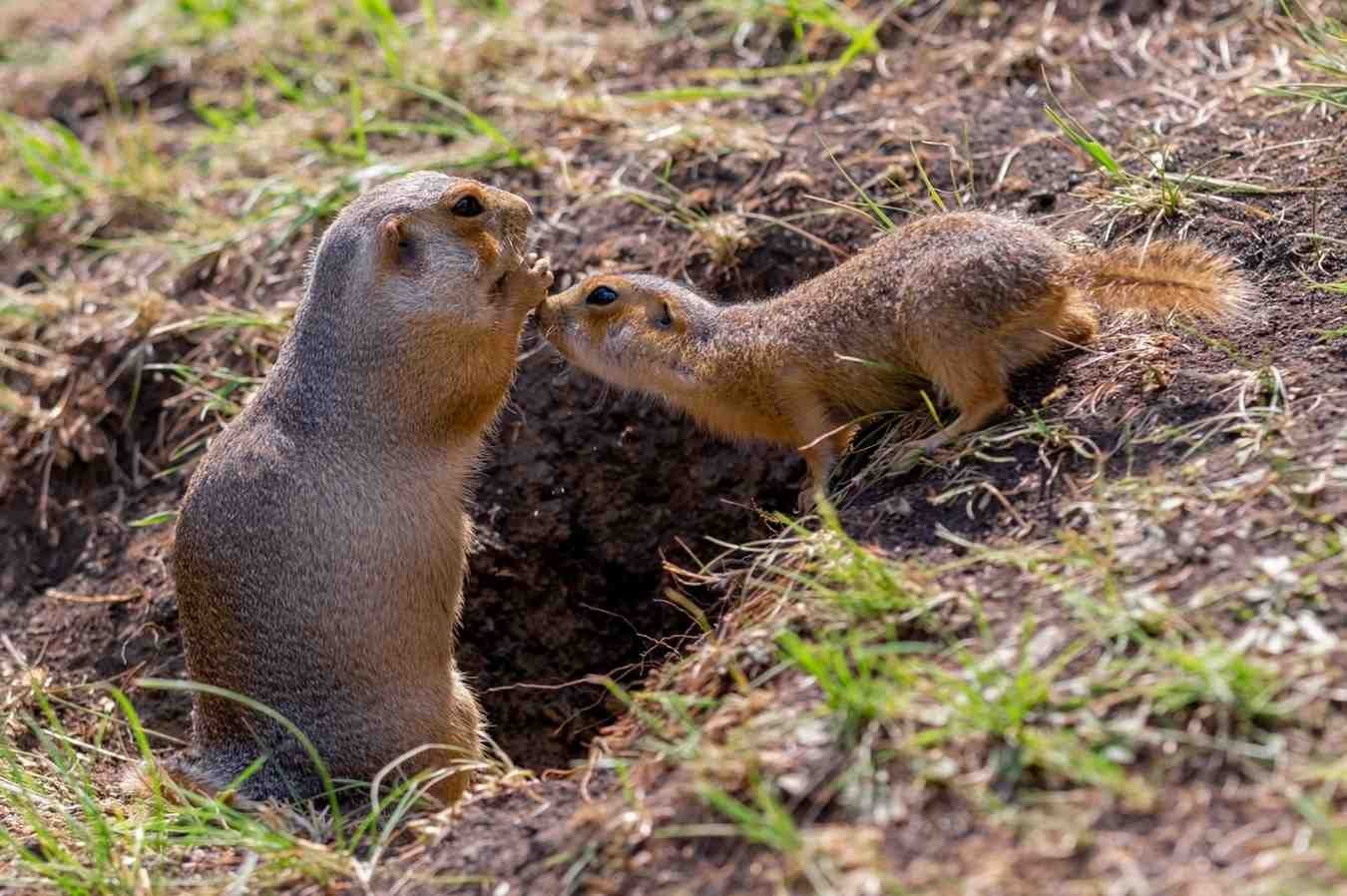 Repellents That Can Help get rid of gophers