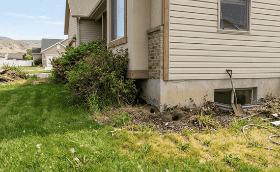 7 Warning Signs You Have a Pest Problem at Home