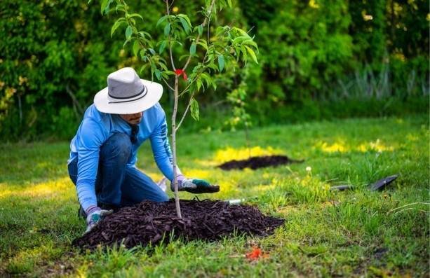 Inspect-the-Tree-Before-Buying