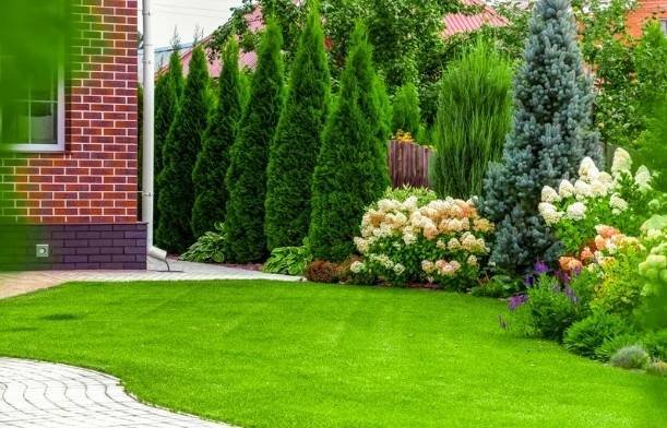 Smart Ways to Choose Healthy Trees for Your Yard